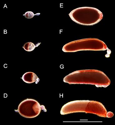 Characterizing oogenesis and programmed cell death in the eastern tree hole mosquito Aedes (Protomacleaya) triseriatus